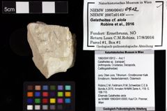 Foto (Objket + Etiketten) von Galatheites sp. 